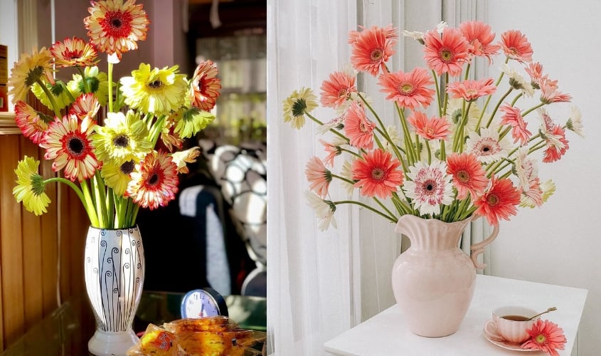 Mẹo giữ hoa đồng tiền tươi lâu