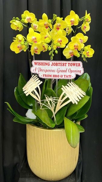  Chậu Lan Hồ Điệp Phát Tài - LHĐ208 