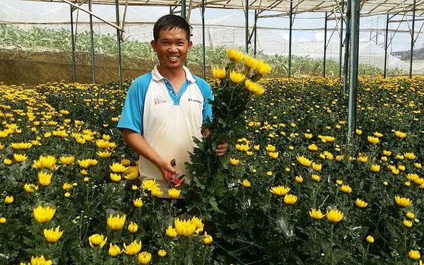 Vườn Hoa Cúc