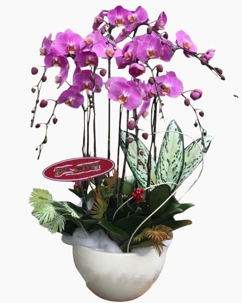 Lan Hồ Điệp: Chậu Hoa Lan Hồ Điệp - LHĐ03 - Flosa