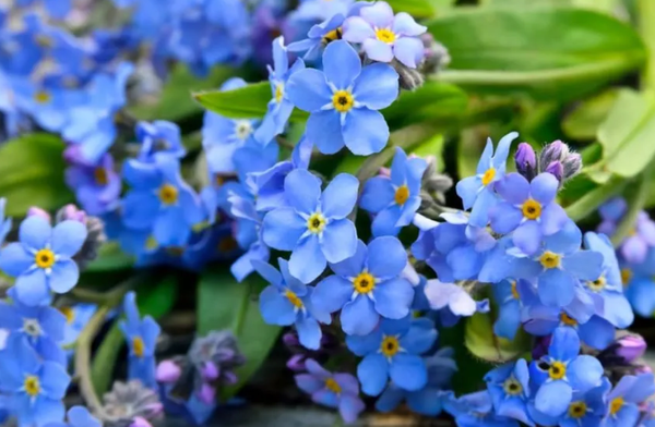 Hoa lưu ly gỗ myosotis sylvatica