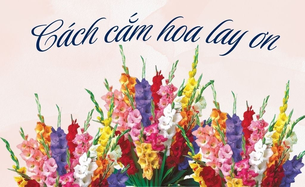 Hoa lay ơn (dơn) — Gladiolus