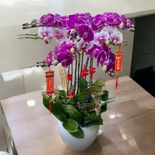 Lan Hồ Điệp: Chậu Hoa Lan Hồ Điệp Đột Biến - LHĐ106