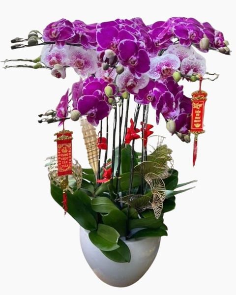 Lan Hồ Điệp: Chậu Hoa Lan Hồ Điệp Đột Biến - LHĐ106