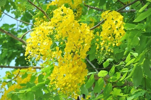Cây muồng hoàng yến trĩu từng chùm hoa màu vàng nhỏ đẹp mắt
