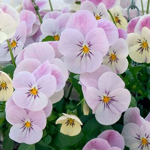 Hoa Violet Hồng