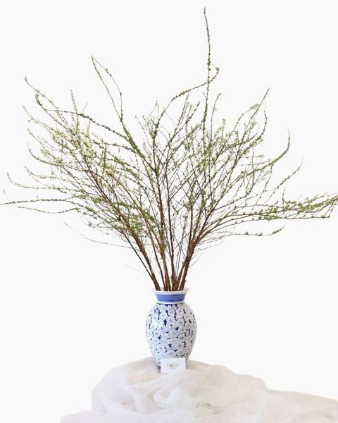 Hoa Cắt Cành: Hoa Tuyết Mai - Hoa Cắt Cành