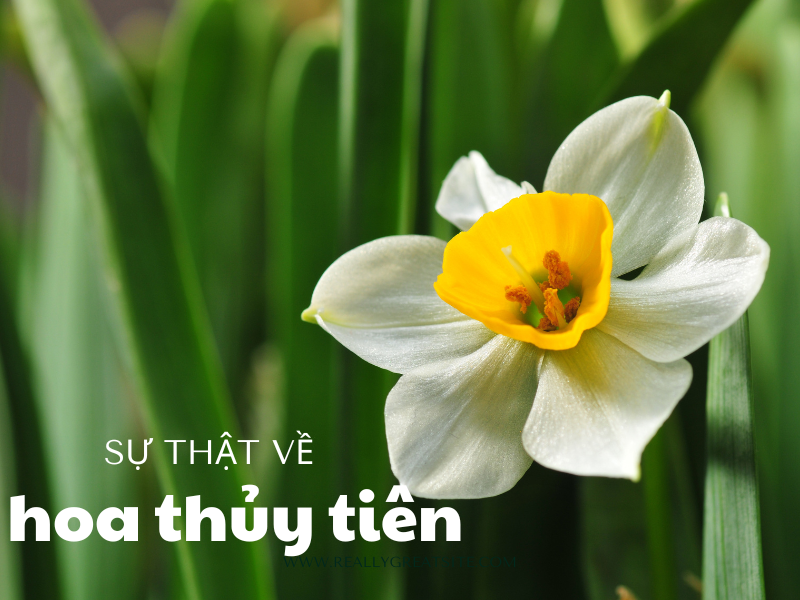 Thủy tiên (Narcissus) — Narcissus tazetta