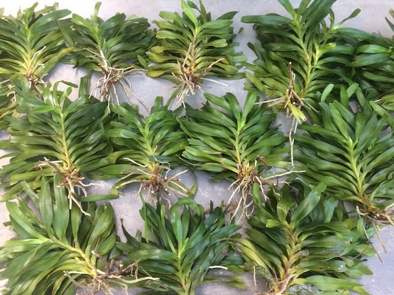 Phần gốc của cây giống lan được ngâm trong dung dịch kích rễ như B1 hoặc Bimix Super Root