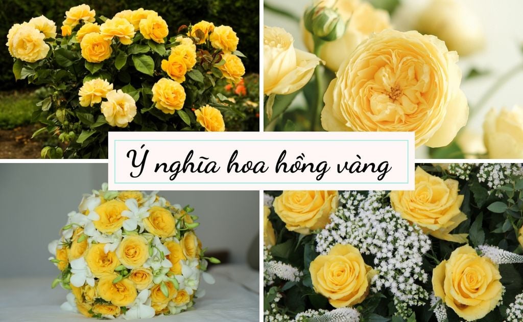 Hoa Hồng Vàng Có Ý Nghĩa Gì? Ý Nghĩa Hoa Hồng Vàng 8/3, 20/10
