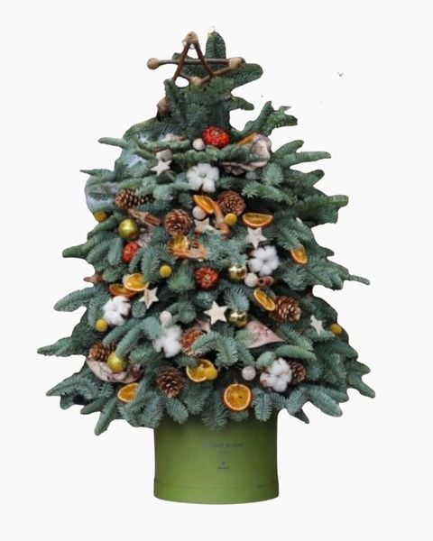 Hoa Giáng Sinh: Cây Thông Noel Evergreen - HGS06 - Giáng Sinh An Lành