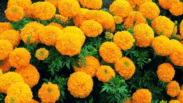 Hoa cúc vạn thọ có nhiều ý nghĩa khác nhau