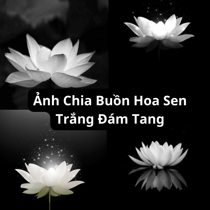 Tải Ảnh Chia Buồn Hoa Sen Trắng Đám Tang Đẹp, Thành Kính Phân Ưu