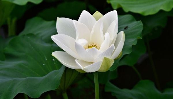 Hoa sen trắng luôn mang đến vẻ đẹp trong sáng và thanh thuần chạm đến người chiêm ngưỡng.