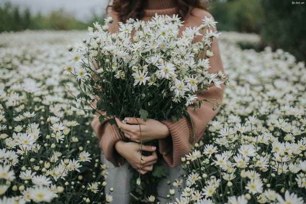 Vườn Hoa Cúc Hoạ Mi