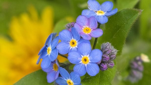 Sự tích hoa Forget me not đầy ý nghĩa
