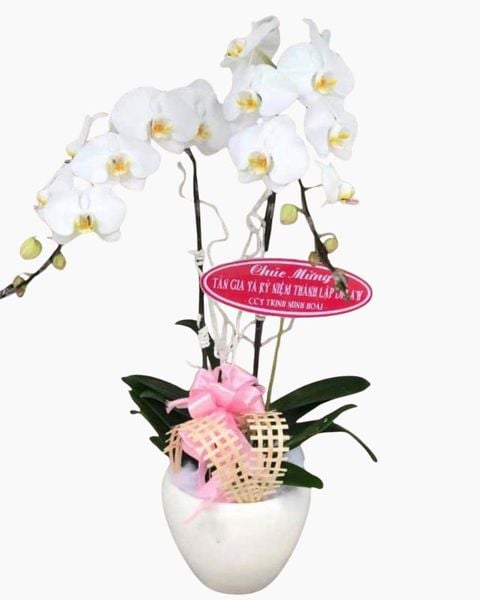  Chậu Hoa Lan Hồ Điệp Trắng - LHĐ05 