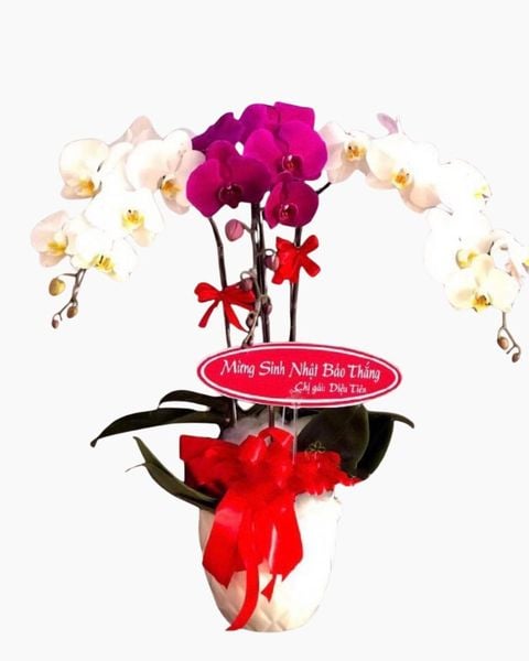 Lan Hồ Điệp: Chậu Hoa Lan Hồ Điệp Best Year - LHĐ14 - Flosa