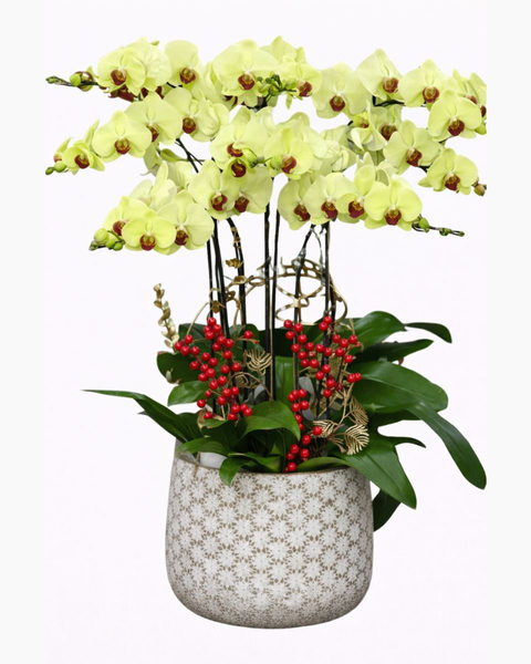Lan Hồ Điệp: Chậu Hoa Lan Hồ Điệp Thành Ý - LHĐ81