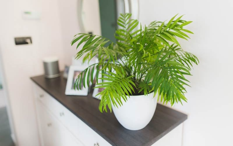 Cây cau tiểu trâm được tin là sẽ mang lại nhiều may mắn và sự thuận lợi cho người mệnh Mộc