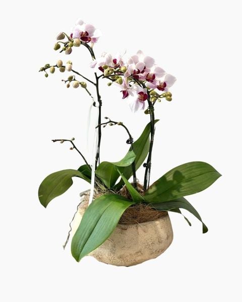 Lan Hồ Điệp: Chậu Lan Hồ Điệp Thanh Ngọc An Nhiên - LHD237