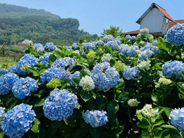 Vườn hoa tại Nguyên Bình ngập tràn hoa cẩm tú cầu.