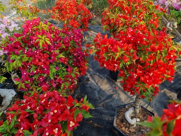 Cùng chiêm ngưỡng vẻ đẹp đáng yêu của cây hoa sống đời.
