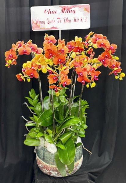 Lan Hồ Điệp: Chậu Lan Hồ Điệp Thuần Túy - LHĐ203 | Flosa
