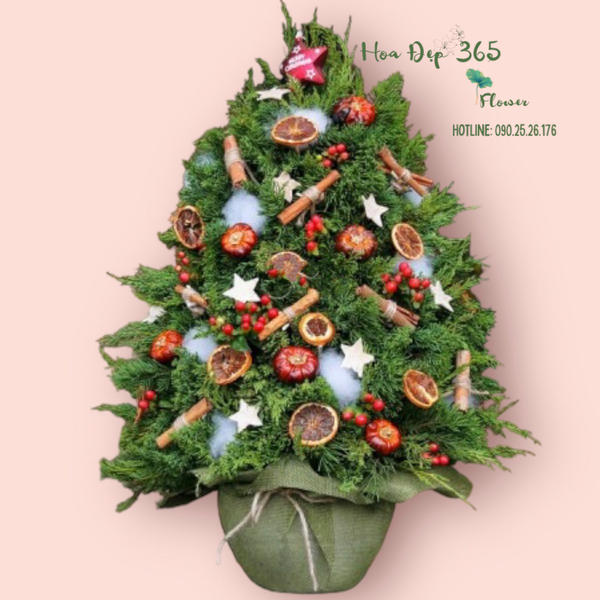 Ấm ám trong mùa giáng sinh với cây tùng thơm noel Merry Spruce