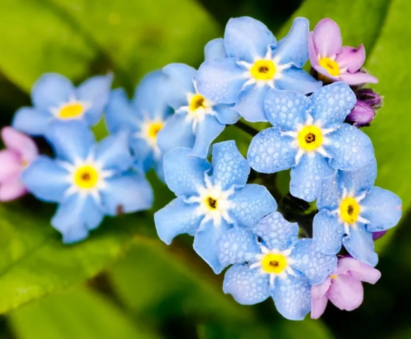 Hoa lưu ly nước Myosotis scorpioides