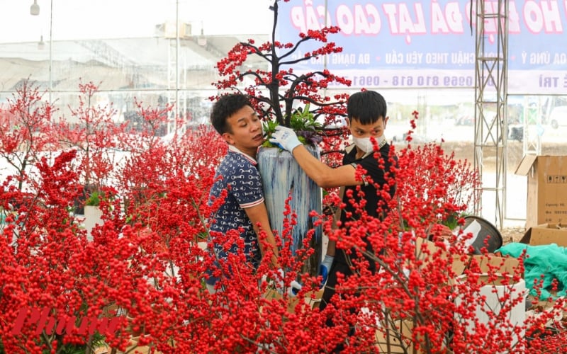 Hoa đào đông đỏ với những chùm quả mọng nước, căng tròn