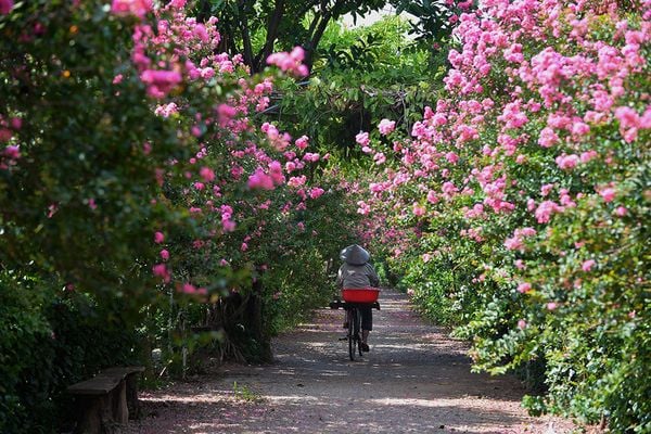 Cách trồng hoa tường vi đúng kỹ thuật