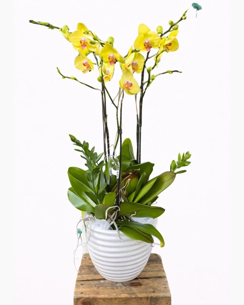 Lan Hồ Điệp: Chậu Hoa Lan Hồ Điệp Vàng - LHĐ104