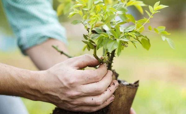 Tách cây con ra khỏi bụi gốc của cây mẹ.