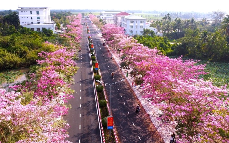 Con đường rợp bóng hoa kèn hồng hồng rực tại Sóc Trăng