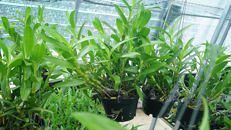 Lựa chọn cây giống hoa lan Dendro khỏe mạnh, không sâu bệnh