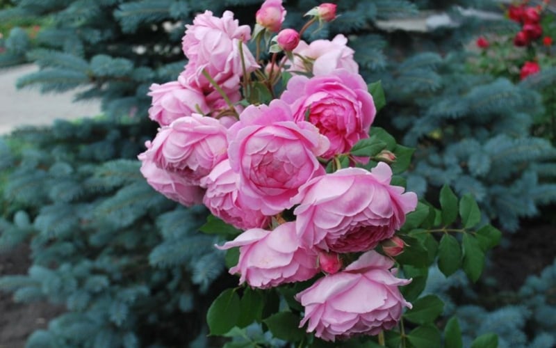 Hoa hồng leo Huntington Rose