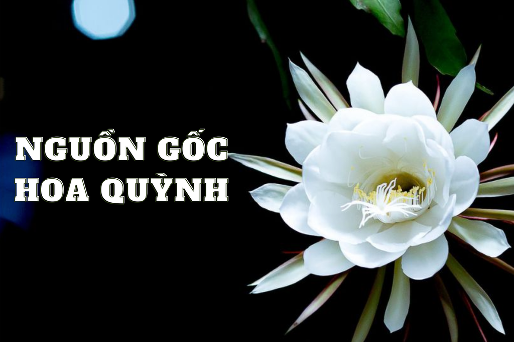 Hoa quỳnh (nữ hoàng bóng đêm) — Epiphyllum oxypetalum