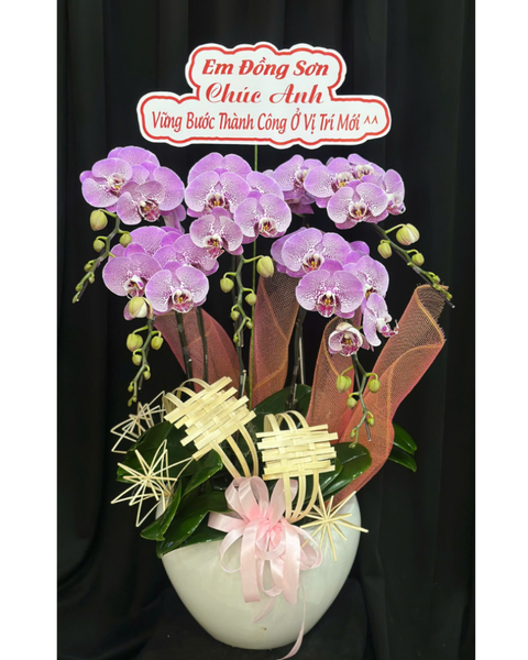  Chậu Lan Hồ Điệp Thăng Hoa-LHĐ117 