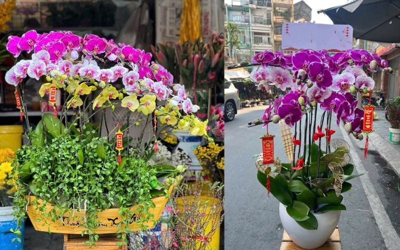 Chiếc Thuyền Lan Hồ Điệp - LHĐ107 và Chậu Hoa Lan Hồ Điệp Đột Biến - LHĐ106
