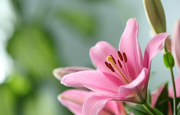 Cận cảnh nét đẹp của đóa hoa ly khi đã nở rộ