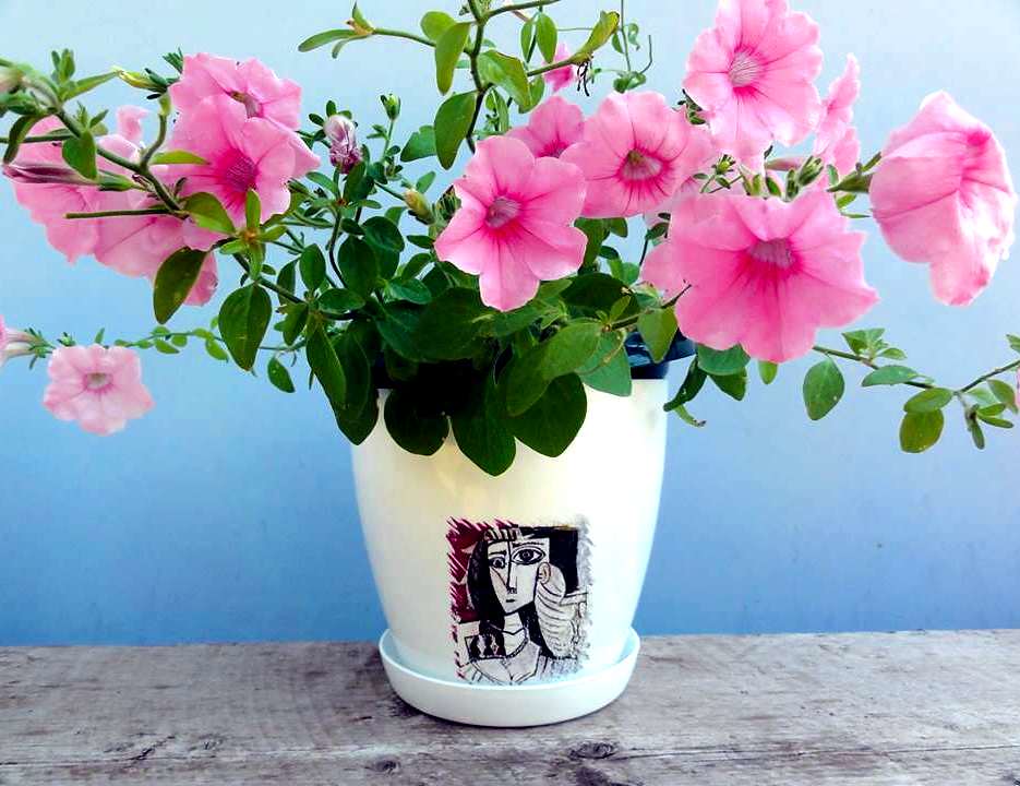 Khám Phá Mẫu Hoa Petunia Mới Đầy Rực Rỡ Từ Amazonas