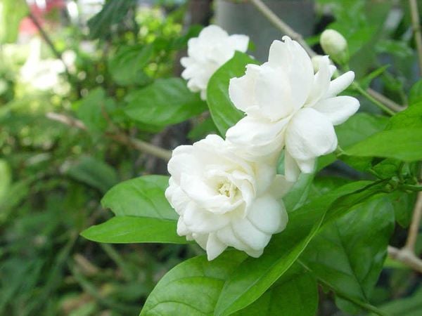 Vẻ đẹp xinh xắn của hoa lài được ghi lại qua ống kính của nhiếp ảnh gia.