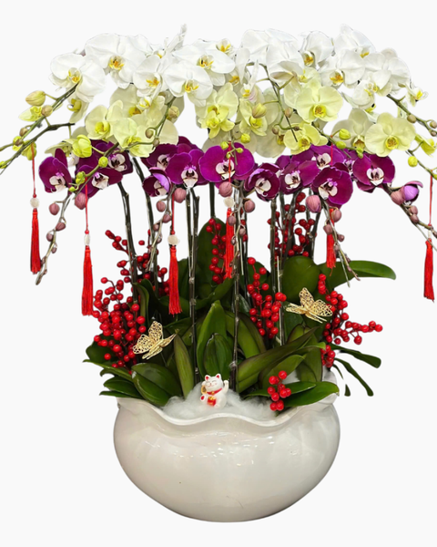  Chậu Lan Hồ Điệp Bạch Ngọc - LHĐ189 