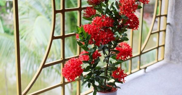 Hoa trang mang ý nghĩa tài lộc và may mắn