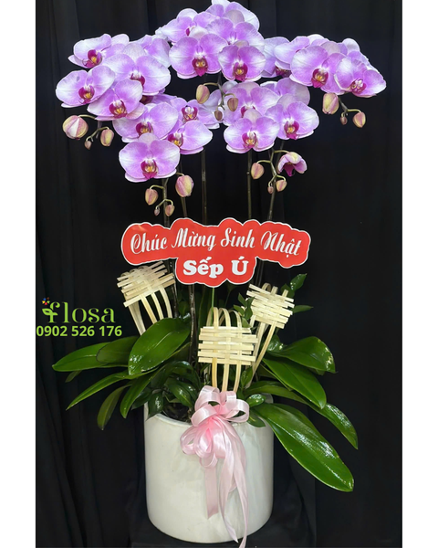  Chậu Lan Hồ Điệp Tím Mơ - LHĐ128 