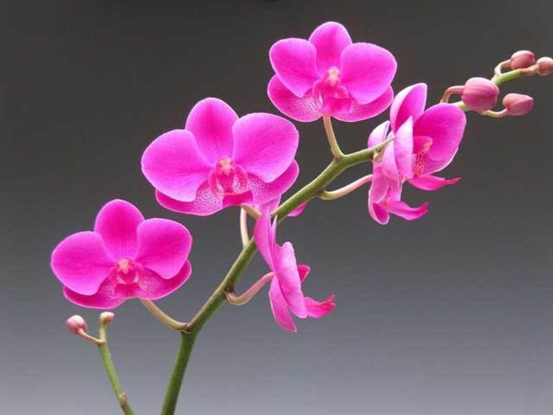 Phalaenopsis Orchids hồng có dáng cây nhỏ gọn, cánh hoa lớn
