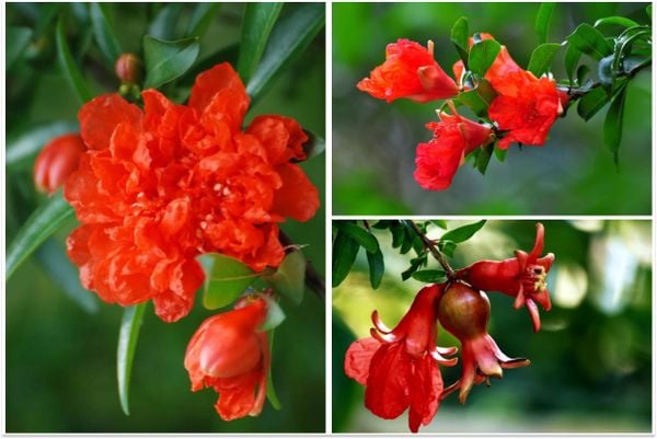 Hoa Lựu - Sắc đỏ khiến say đắm lòng người.