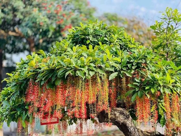 Cây lộc vừng thường chỉ nở hoa vào những dịp đầu năm