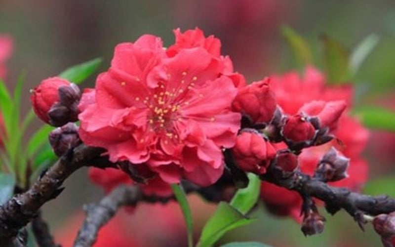 Đào thất thốn là vua của các loài đào